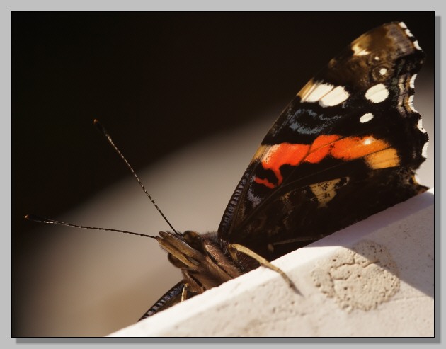 Vanessa atalanta in visita