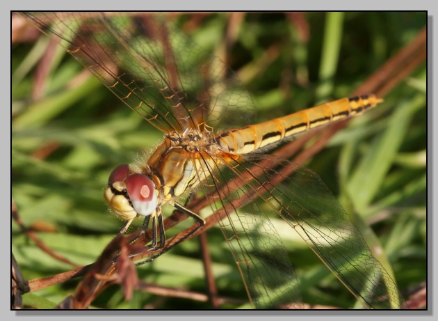 Sympetrum fonscolombei femmina