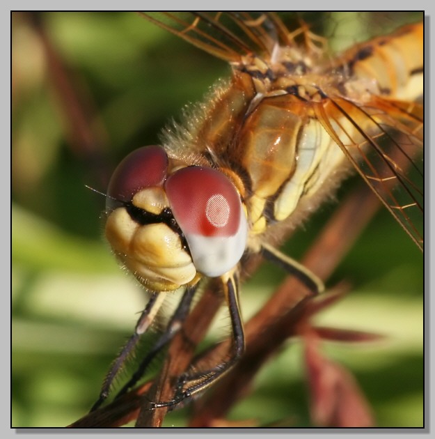 Sympetrum fonscolombei femmina