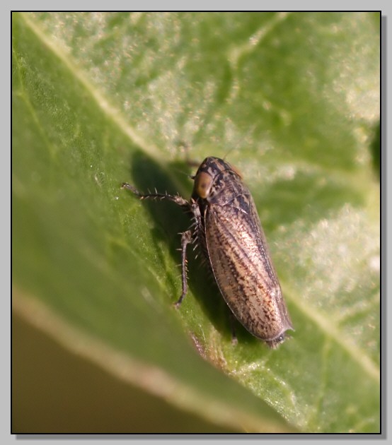 Eupelix cuspidata (forse), ormai solo quelli!
