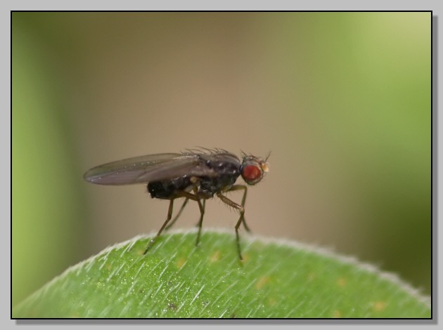 Scaptomyza pallida (Drosophilidae), versione scura