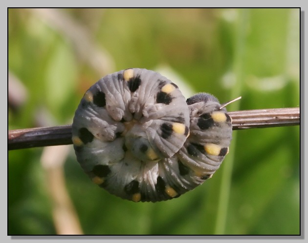 Quiz... Chi sar da grande? (Abia sericea)