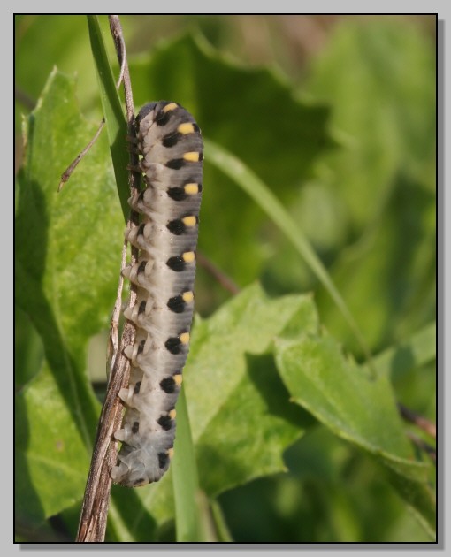 Quiz... Chi sar da grande? (Abia sericea)