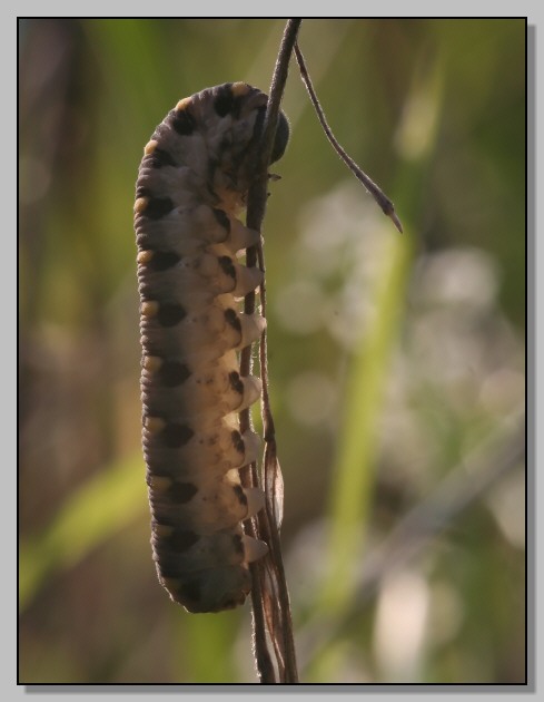 Quiz... Chi sar da grande? (Abia sericea)