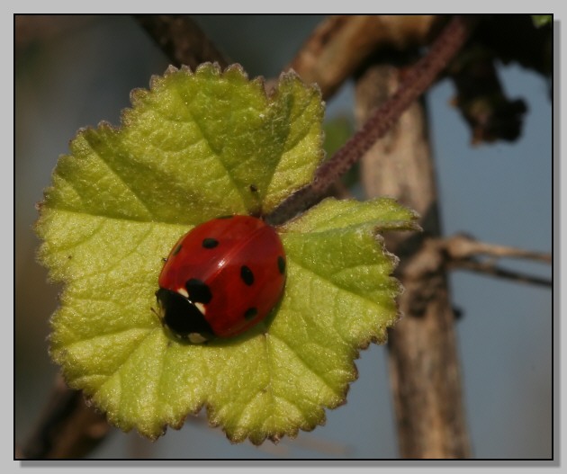 L''irresistibile, l''unica... Coccinella septempunctata