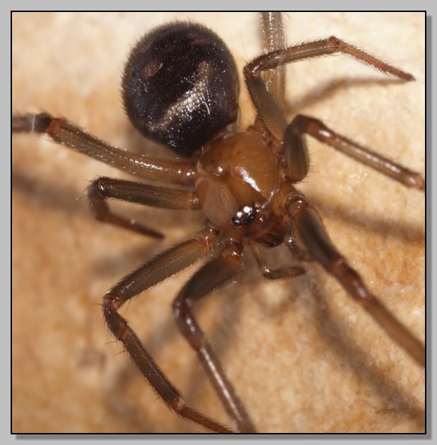 Steotoda grossa fa la modella