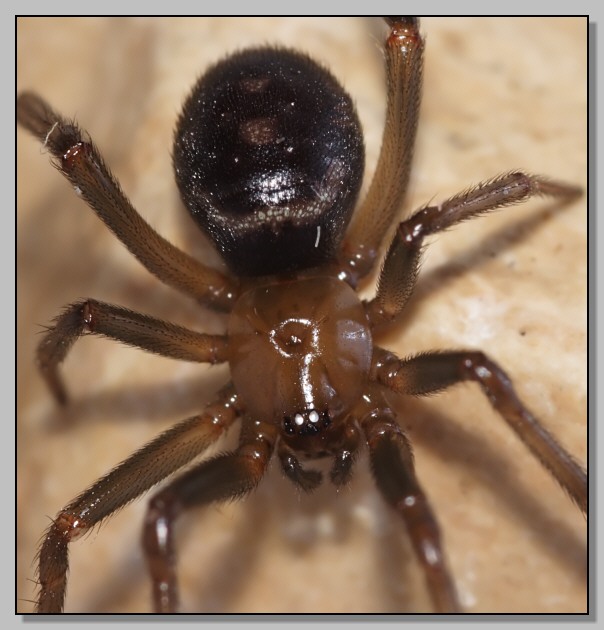 Steotoda grossa fa la modella