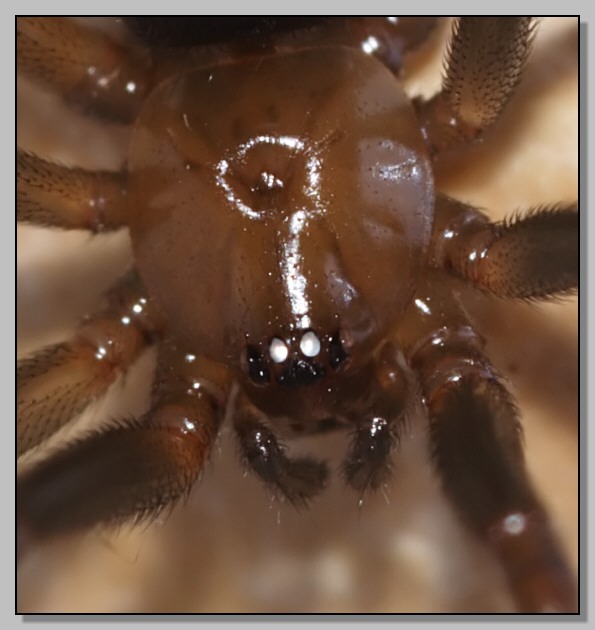 Steotoda grossa fa la modella