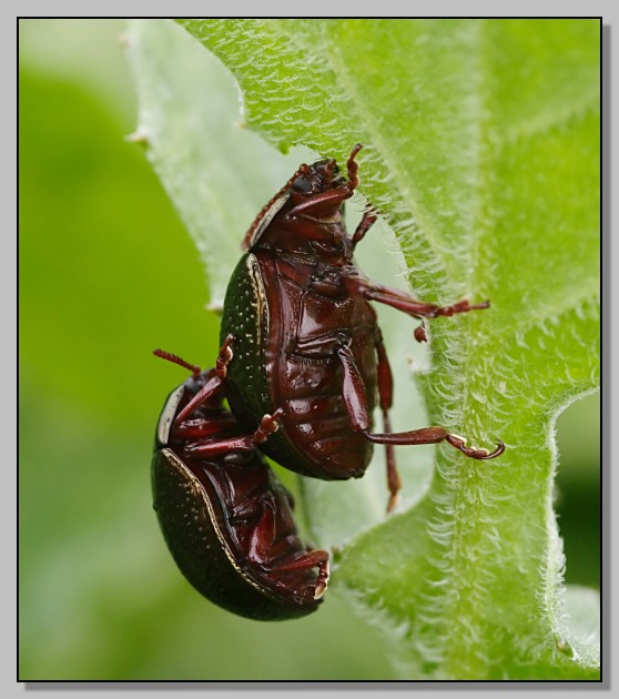 Giro di prova? Chrysolina bankii