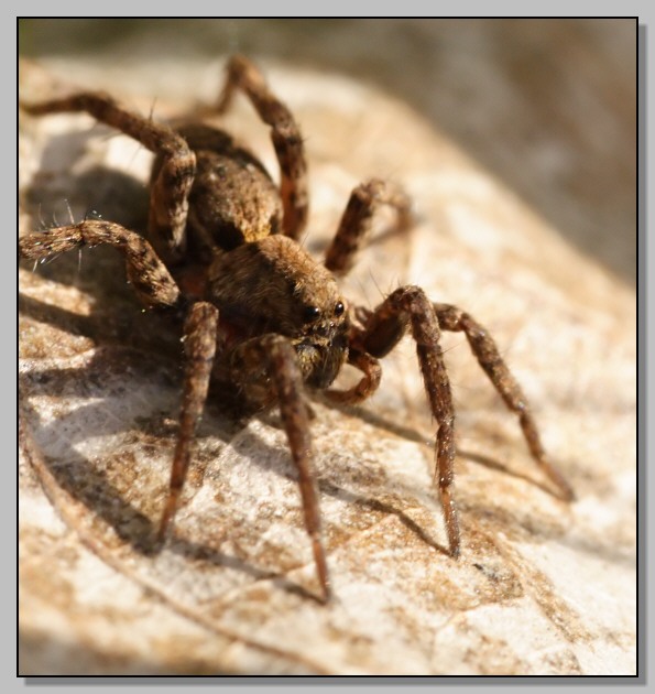Alopecosa sp., Lycosidae