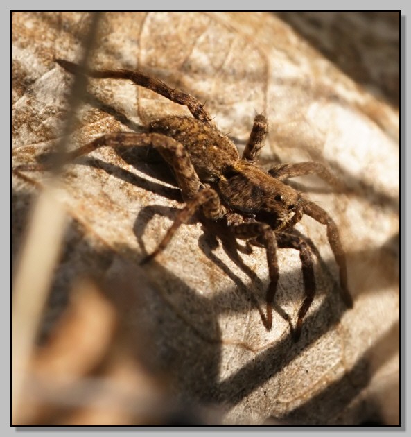 Alopecosa sp., Lycosidae