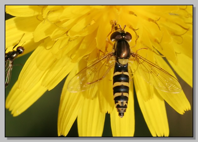Syrphidae, un tocco di colore