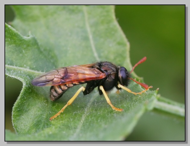 Quiz... Chi sar da grande? (Abia sericea)