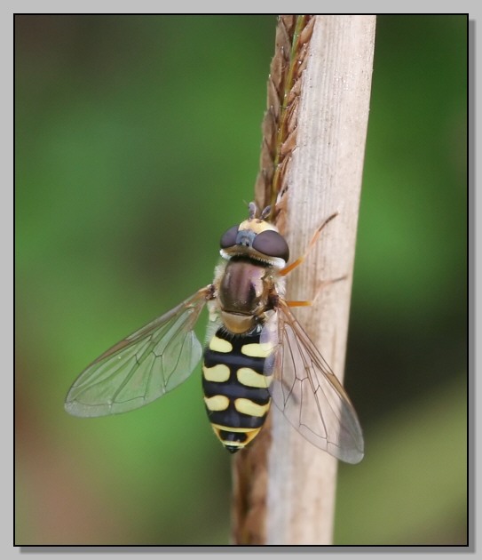 Due sirfidi (Eupeodes corollae e Melanostoma scalare)