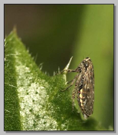 Cicadellida