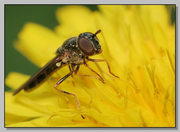 Syrphidae, un tocco di colore