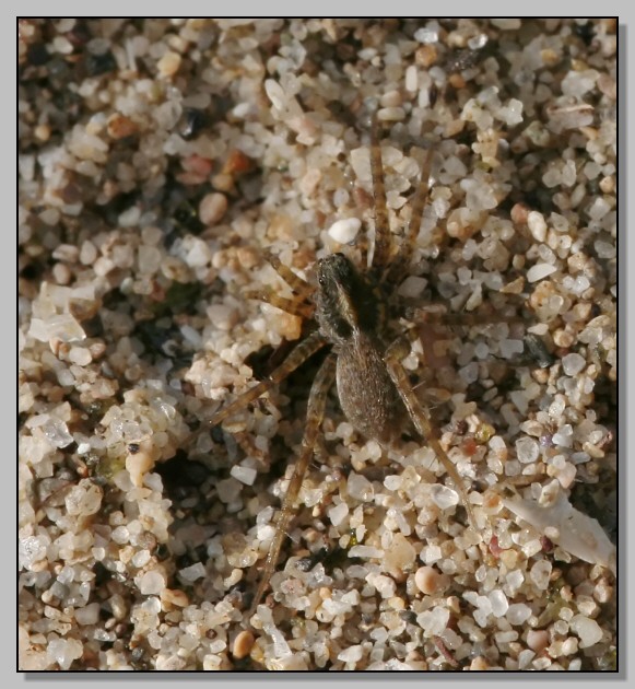 Lycosidae, piccolo cacciatore,