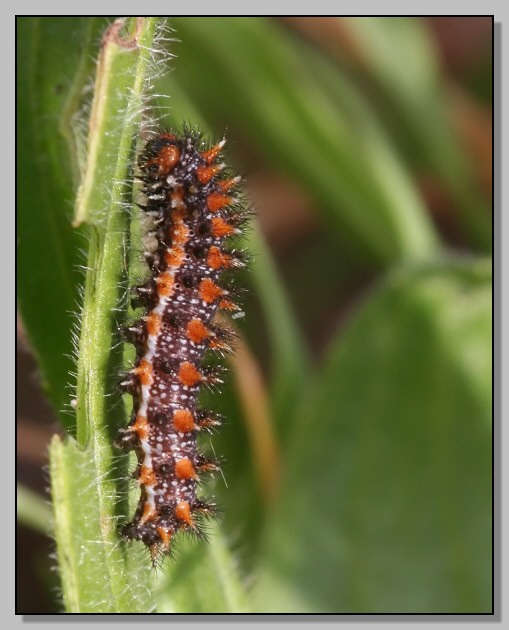 Bruco sfida il freddo: Melitaea sp.