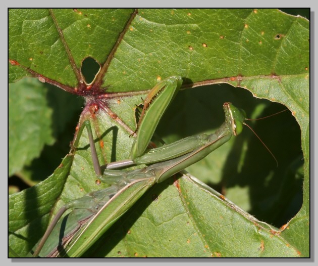 Mantis religiosa nella 