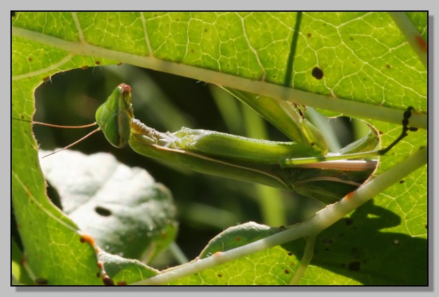 Mantis religiosa nella 