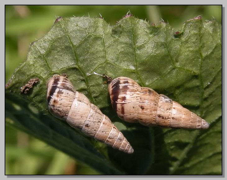 Cochlicella acuta