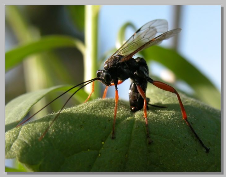 Quando pensavi di essere al sicuro... (Pimpla hypocondriaca)