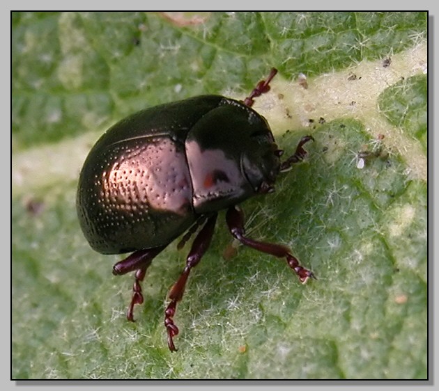 Chrysolina bankii