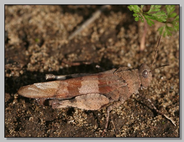 Ortottero con le ali blu - Oedipoda caerulescens?