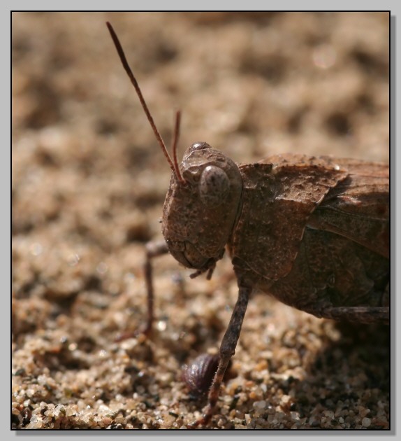 Ortottero con le ali blu - Oedipoda caerulescens?