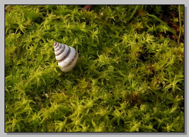 Cochlicella conoidea e C. Barbara