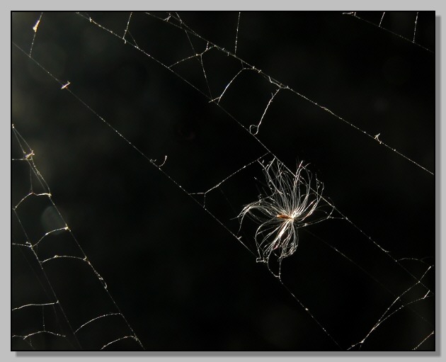 Argento d''autunno