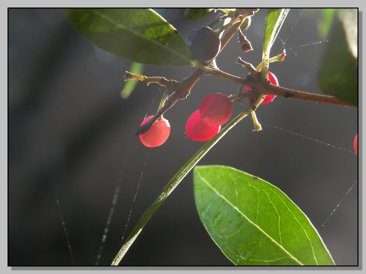 Rosso d''autunno