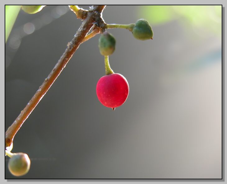 Rosso d''autunno