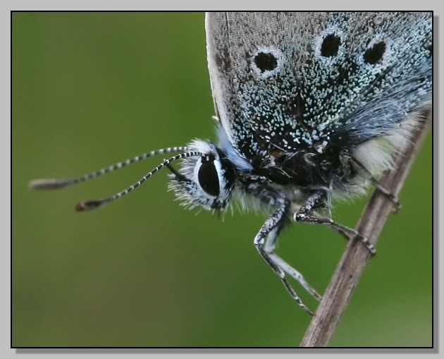 Il caro amico Polyommatus icarus, non tradisce mai