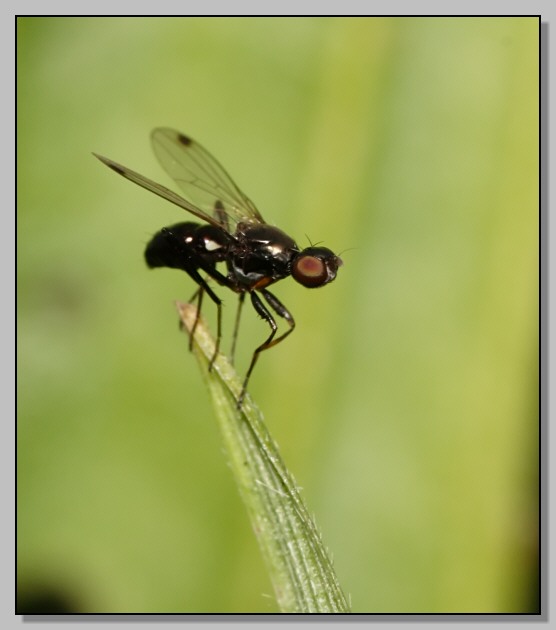 Un dittero e la sua ombra (Sepsis sp.)