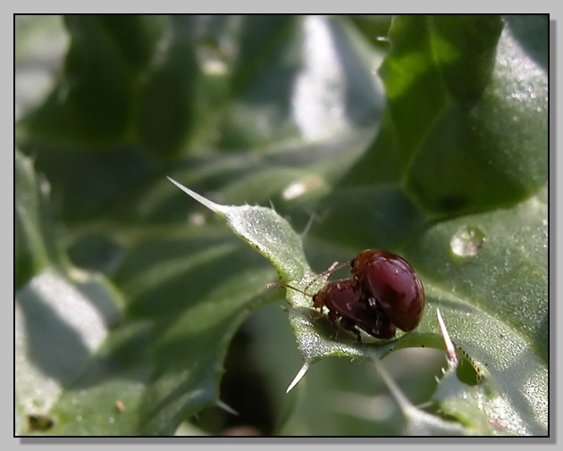 insetto caramella (Sphaeroderma rubidum)