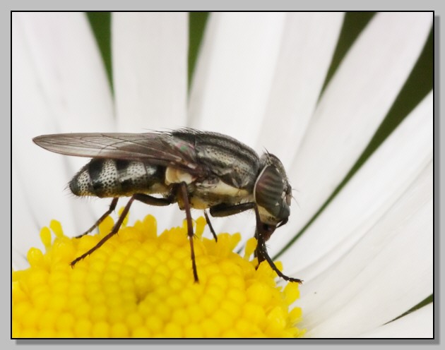 Stomorhina lunata, Calliphoridae che vuol sembrare Syrphidae