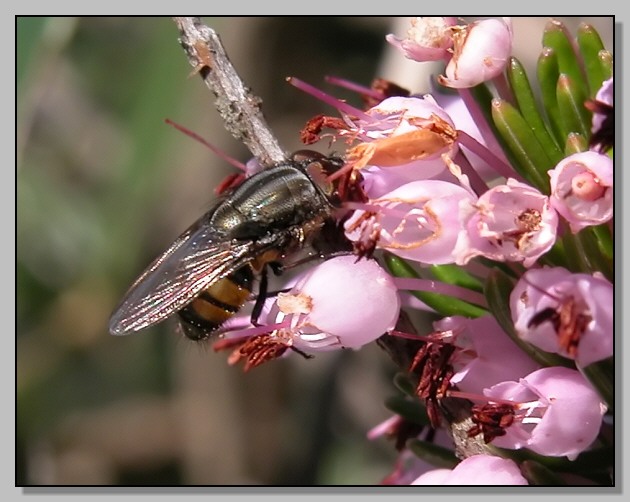 Stomorhina  lunata e Eristalis interrupta