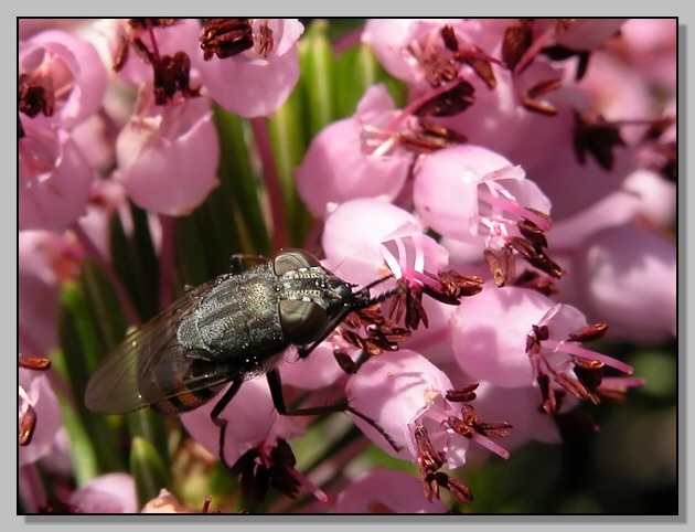 Stomorhina  lunata e Eristalis interrupta