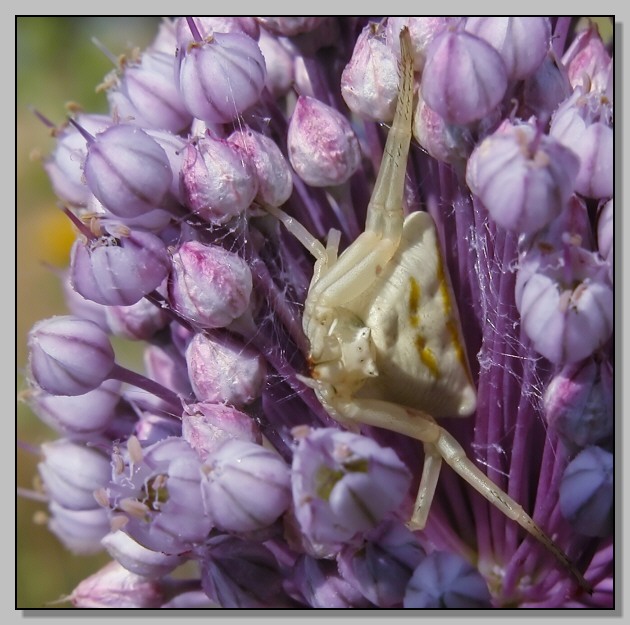 Il colore viola