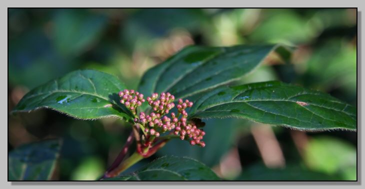 Viburnum tinus / Viburno-tino