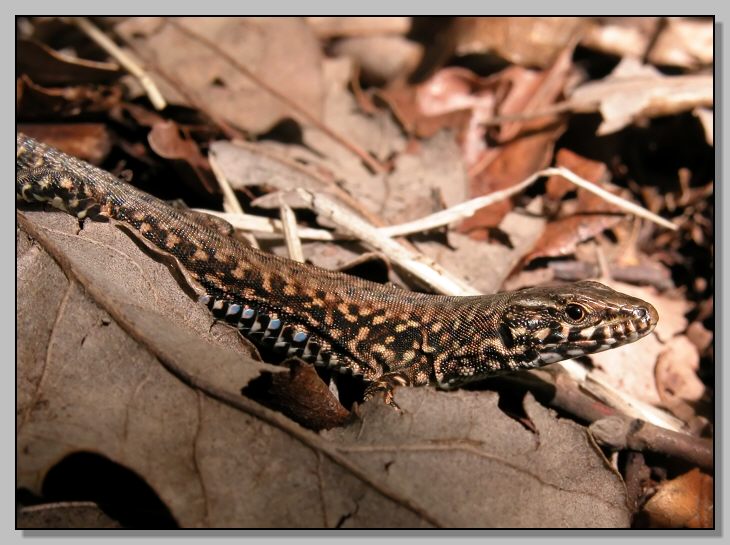 Podarcis muralis