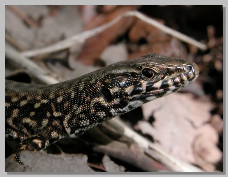 Podarcis muralis