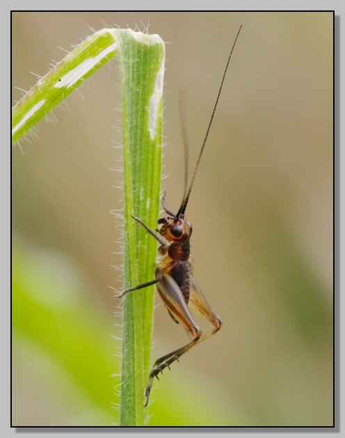 Trigonidium cicindeloides (adulto e giovane)