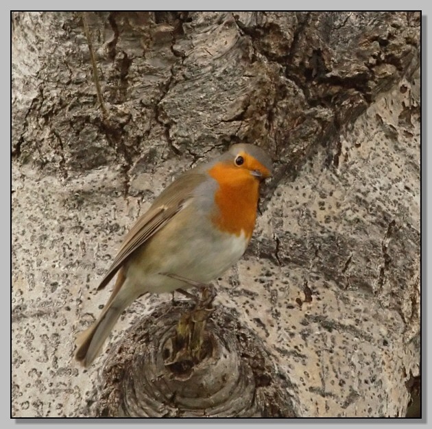 Pettirosso - Erithacus rubecula