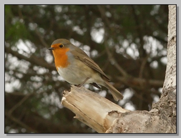 Pettirosso - Erithacus rubecula