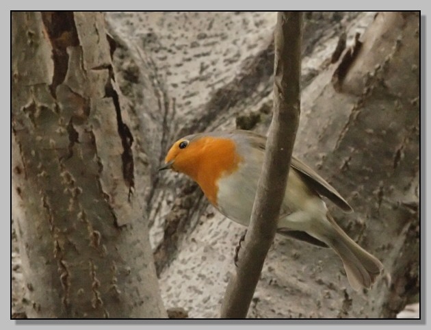 Pettirosso - Erithacus rubecula