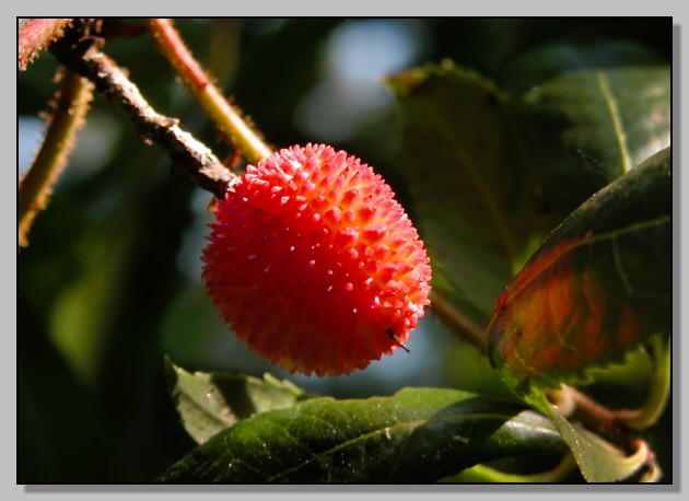 Arbutus unedo / Corbezzolo