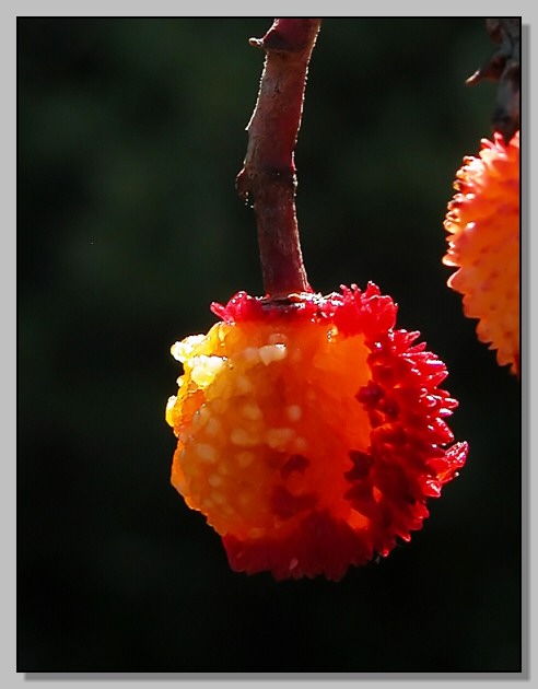 Rosso d''autunno