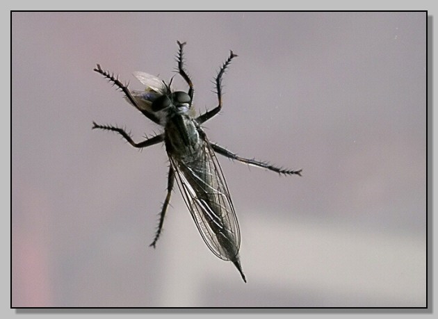 Asilidae in ordine sparso...
